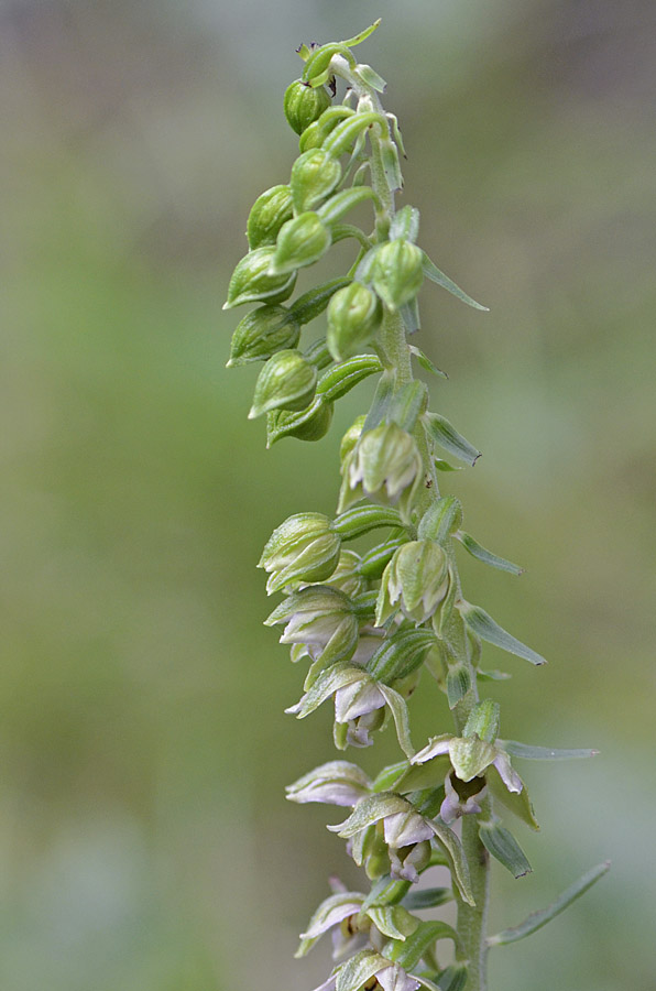 Epipactis del Vicentino,   sp. ?